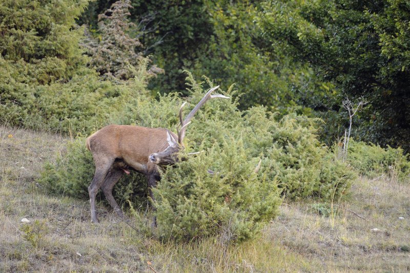Un''arena molto contesa